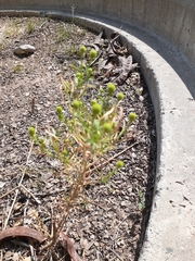 Matricaria discoidea