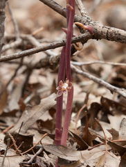 Bletia nitida