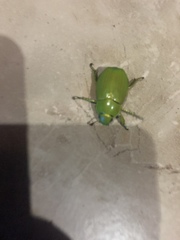 Chrysina psittacina