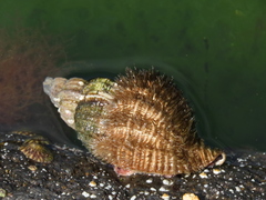 Fusitriton oregonensis