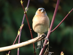 Fringilla coelebs