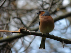 Fringilla coelebs