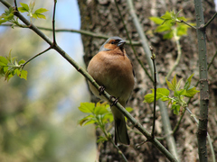 Fringilla coelebs