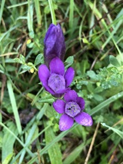 Gentianella aspera