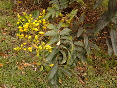 Senna viarum
