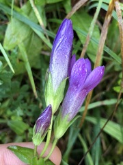 Gentianella aspera
