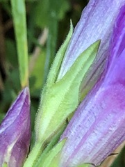 Gentianella aspera