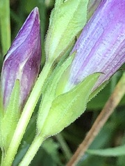 Gentianella aspera