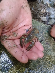 Austropotamobius torrentium