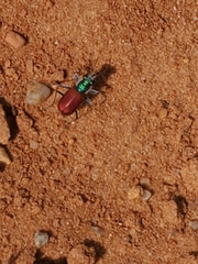 Cicindela scutellaris scutellaris