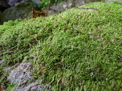 Sciuro-hypnum populeum