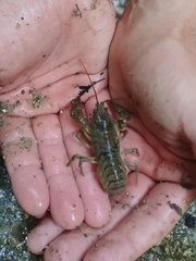 Austropotamobius torrentium