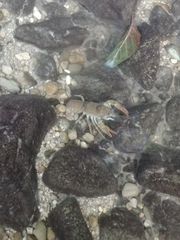 Austropotamobius torrentium