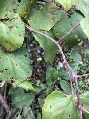 Vitis berlandieri