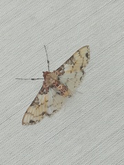 Azochis rufidiscalis