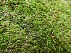 Sciuro-hypnum populeum