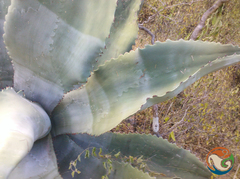 Agave marmorata