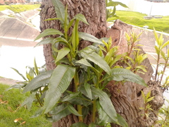 Escallonia pendula