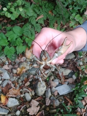 Austropotamobius torrentium