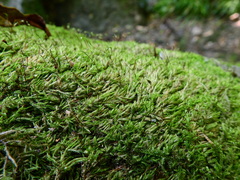 Sciuro-hypnum populeum