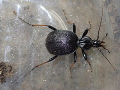 Cychrus attenuatus