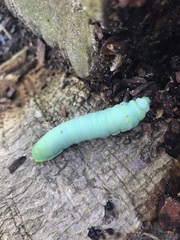 Callosamia angulifera