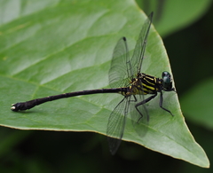Leptogomphus elegans