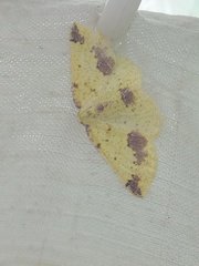 Periclina apricaria