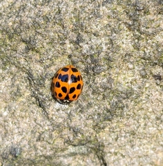 Harmonia axyridis