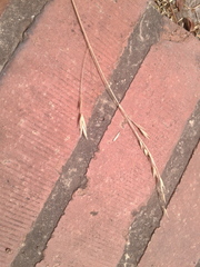 Bromus pitensis