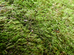 Sciuro-hypnum populeum