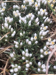Helichrysum caespititium