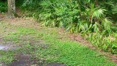 Coluber constrictor priapus