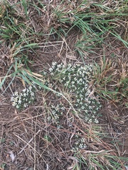 Helichrysum caespititium