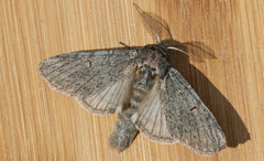 Cecrita lunata