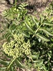 Sambucus australis