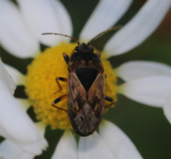 Trapezonotus ullrichi