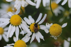 Trapezonotus ullrichi