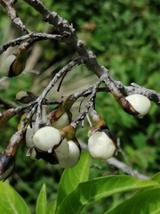 Cestrum flavescens