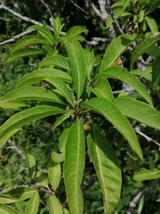Cestrum flavescens