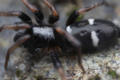 Sergiolus columbianus