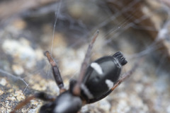 Sergiolus columbianus