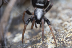 Sergiolus columbianus