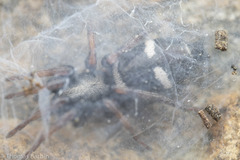 Sergiolus columbianus