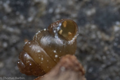 Vertigo rowellii