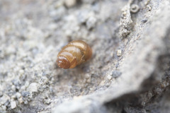 Vertigo rowellii