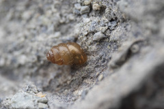 Vertigo rowellii