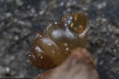 Vertigo rowellii