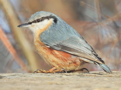Sitta europaea