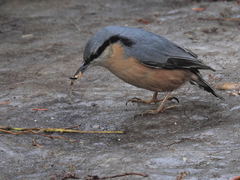 Sitta europaea